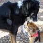Photo of Paw Meadow Dog Park