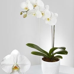 Mary Murray's Flowers - Always Stylish Phaleonopsis Orchid plant