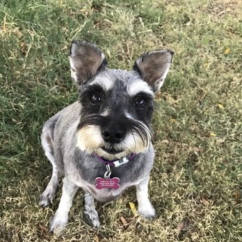 Camiel's Cuts For Pups - Pet Groomers Near Me Camiel's Cuts For Pups - Pet Groomers Near Me