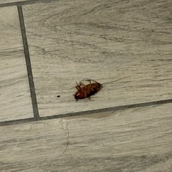 Towneplace Suites - Cockroach in bathroom