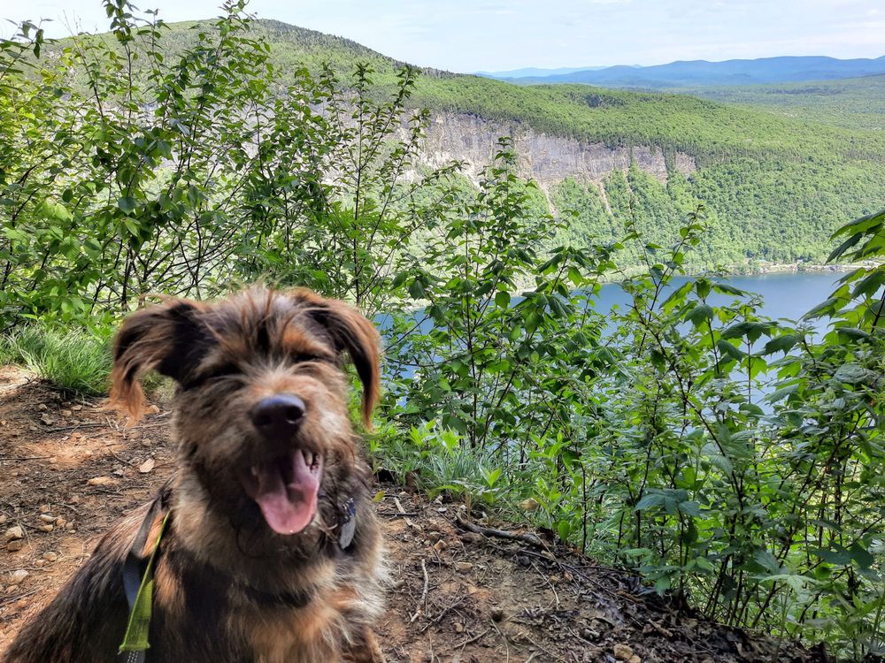 LAUGHING DOGS DOG HIKING SERVICE Westmore, VT Yelp