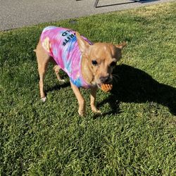 Ellensburg Animal Hospital - Pet