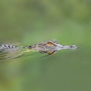 Fisheagle Tours - Juvenile Gator - Boat Tours Near Me - Santee, South Carolina