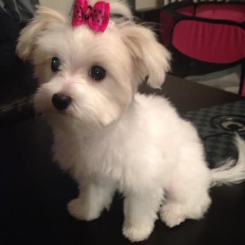 Petco - after her grooming. Thanks Aubrey :) - Pet Stores Near Me - Chicago, Illinois Petco - after her grooming. Thanks Aubrey :) - Pet Stores Near Me - Chicago, Illinois