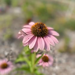 Classen Steubing Ranch Park