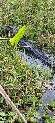 Lone Cabbage Fish Camp by null