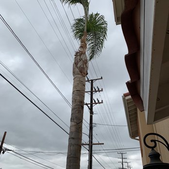 Yellow Tree Services - After - Tree Services Near Me