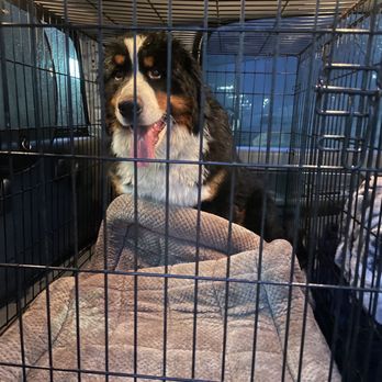 Island Pet Movers - Sam - Pet Transportation Near Me - Honolulu, Hawaii Island Pet Movers - Sam - Pet Transportation Near Me - Honolulu, Hawaii