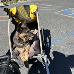 Flume Trail Bikes - River in Dog trailer