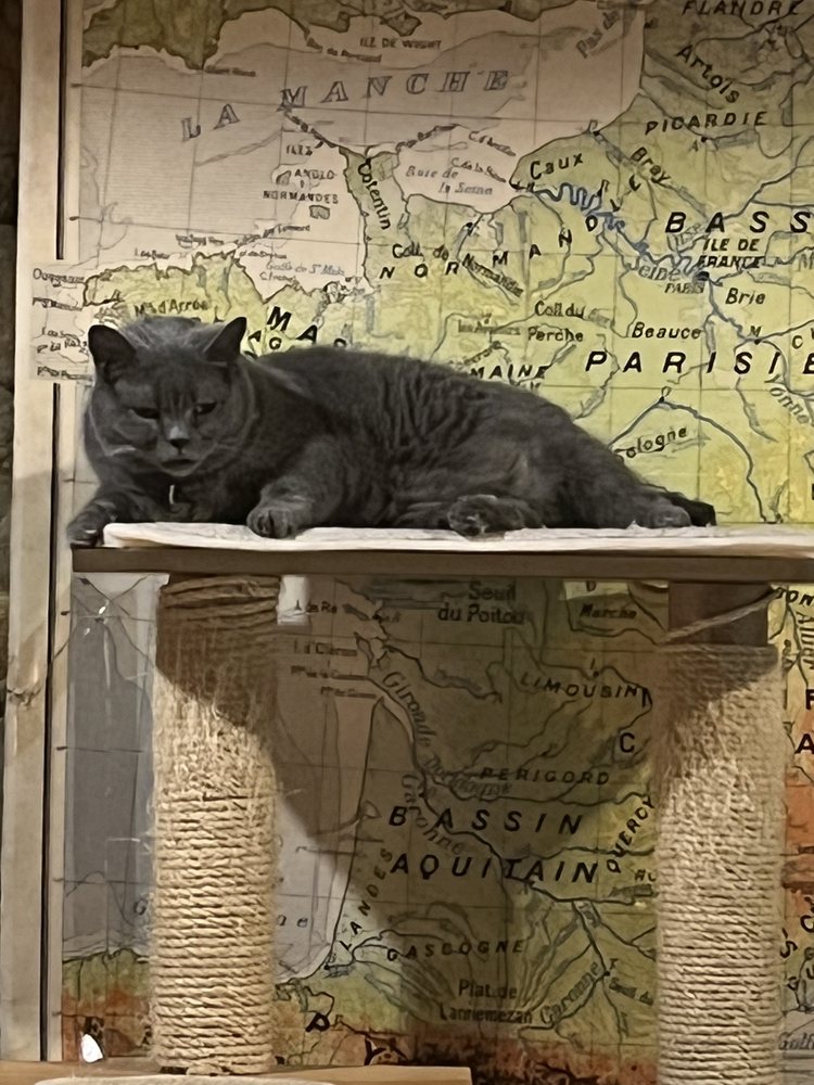 Le Comptoir du GentleCat