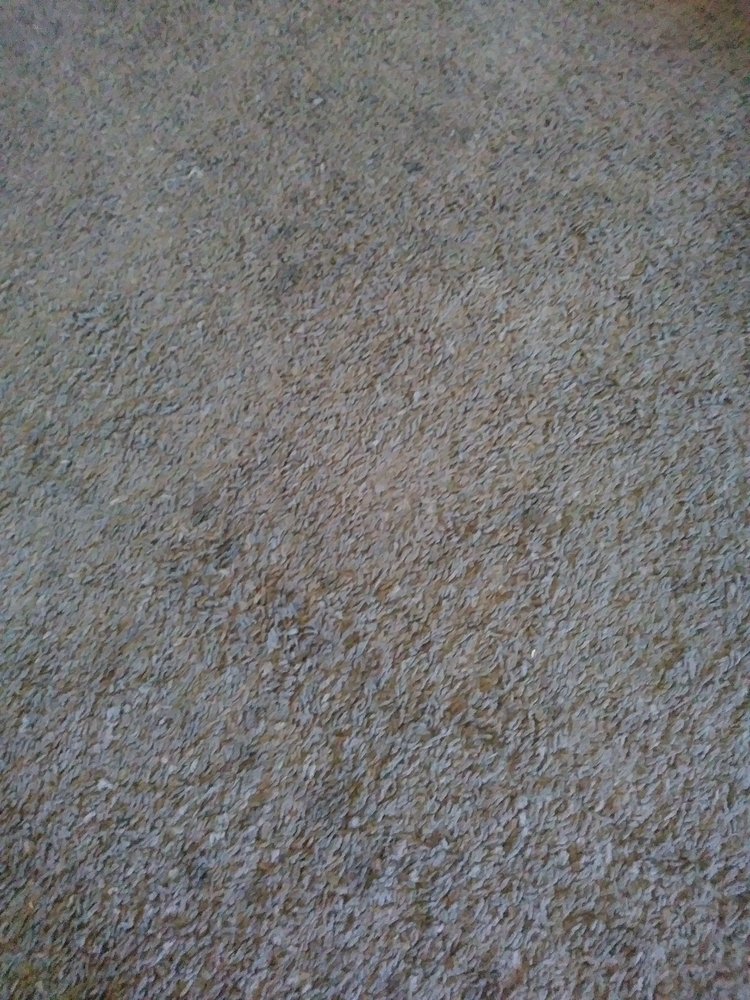 BE GREEN CARPET CLEANING Updated August 2024 30 Reviews Las Vegas