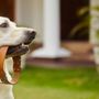 Photo of Alfa Dog
