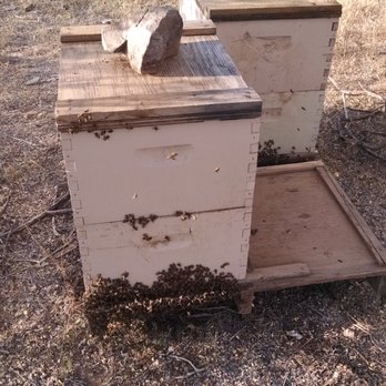 Beetech Bee Control - beekeeping - Pest Control Near Me Beetech Bee Control - beekeeping - Pest Control Near Me