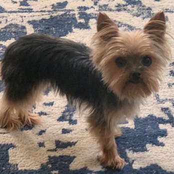 PetSmart Dog Training - Pet Stores Near Me - Richmond, Virginia