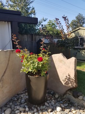 Westurf Nursery 1612 Claus Rd Modesto Ca Sod Sodding Westurf Nursery 1612 Claus Rd Modesto Ca Sod Sodding