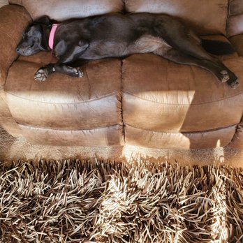 Carson Home Furnishings - My Dog loves the sofa too! - Furniture Stores Near Me - Carson City, Nevada Carson Home Furnishings - My Dog loves the sofa too! - Furniture Stores Near Me - Carson City, Nevada