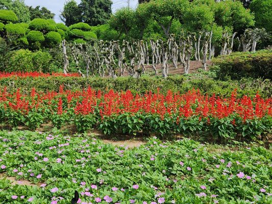 Nokonoshima Island by null