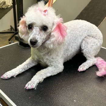 A Petz World - Pink is my color! - Pet Groomers Near Me - Randleman, North Carolina A Petz World - Pink is my color! - Pet Groomers Near Me - Randleman, North Carolina