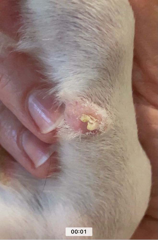 Surfside Pet Hospital  Image