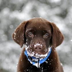 Canton Animal Hospital