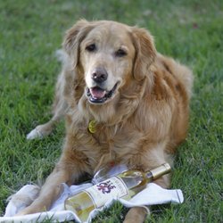 Errands Done Right - My dog Sidney, a finalist in a wine label competition featuring a rescue dog.
