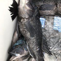 Morning Star Sport Fisheries - The haul all legal keepers