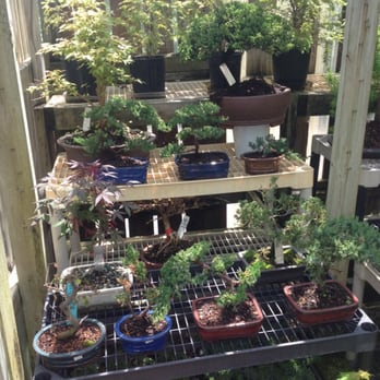 Bonsai House - Bonsai inside and outside - Nurseries & Gardening Near Me - Madison Heights, Michigan Bonsai House - Bonsai inside and outside - Nurseries & Gardening Near Me - Madison Heights, Michigan