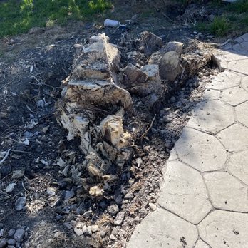 Apex Tree Care - Before Yucca #2 - Tree Services Near Me
