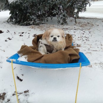 Animal Eye Center 16 Reviews Veterinarians 215 W 67th Ct Loveland Co Phone Number