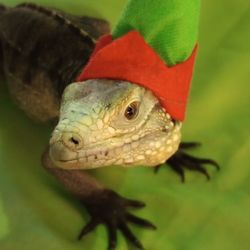 Southern Arizona Reptile Rescue & Education
