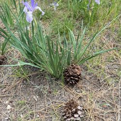 Lava Island Day Use Area - Irises