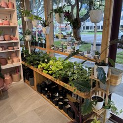 Mari’s Urban Garden