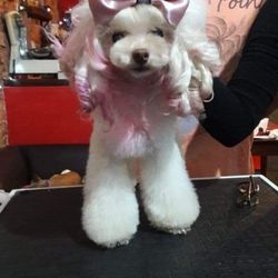 The Club Pet Salon of Addison
