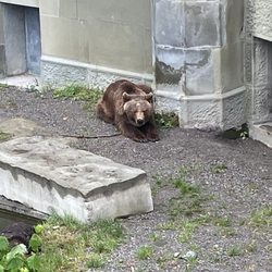 BärenPark - Bear pit
