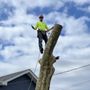 Photo of Kristian Tree Service