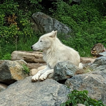 International Wolf Center - Luna the Arctic wolf - Museums Near Me - Ely, Minnesota International Wolf Center - Luna the Arctic wolf - Museums Near Me - Ely, Minnesota