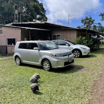 Paradise Meadows, South Point Road - Chickens? - Tours Near Me - Naalehu, Hawaii