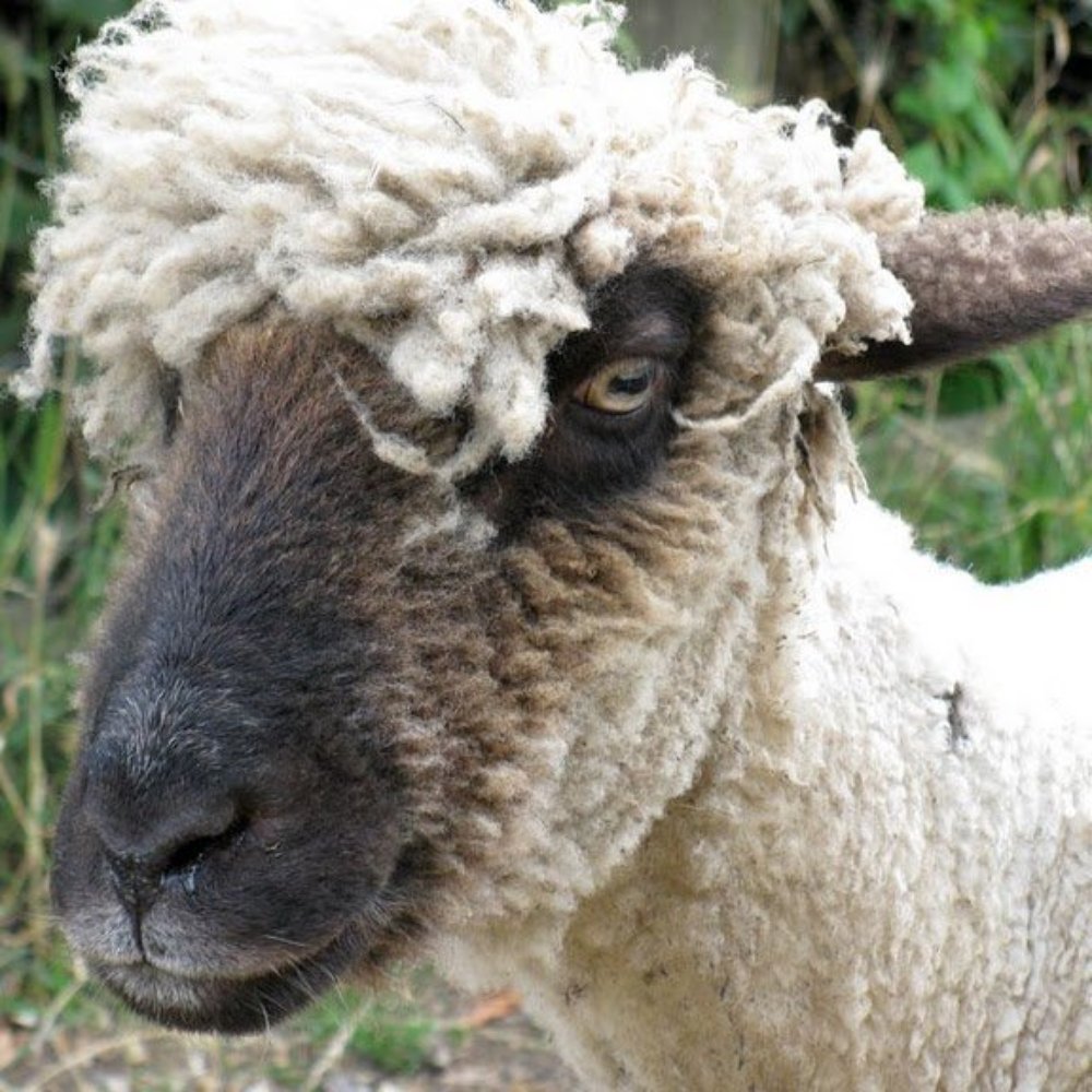 Mudchute - Happy sheeeeep - Farms Near Me - Isle of Dogs, XGL Mudchute - Happy sheeeeep - Farms Near Me - Isle of Dogs, XGL