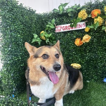 Pet Stop Grooming - AMAZING HAIRCUT/ GROOMING/ 5/5 stars - Pet Groomers Near Me - Garden Grove, California