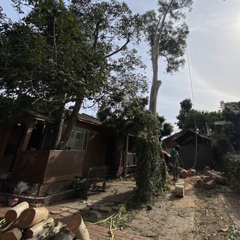 So Cal Pruners - Day two of eucalyptus tree removal. Outstanding work by this team. The level of danger is incredible; my hat goes off to them. - Tree Services Near Me So Cal Pruners - Day two of eucalyptus tree removal. Outstanding work by this team. The level of danger is incredible; my hat goes off to them. - Tree Services Near Me
