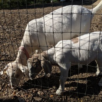 Meadowbrook Farm - Goats - Fruits & Veggies Near Me - Wappingers Falls, New York Meadowbrook Farm - Goats - Fruits & Veggies Near Me - Wappingers Falls, New York