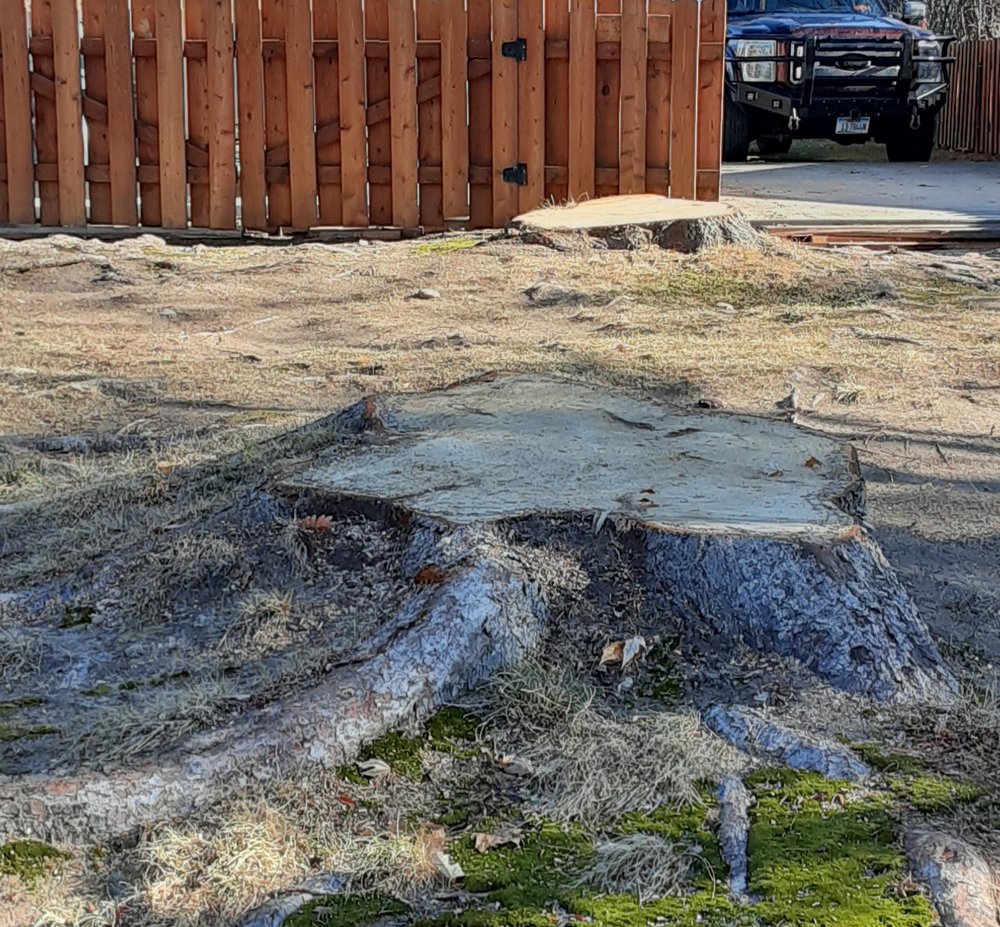 Black Widow - tree service in Corvallis, MT