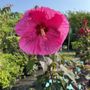 Photo of Terra Bella Garden Center