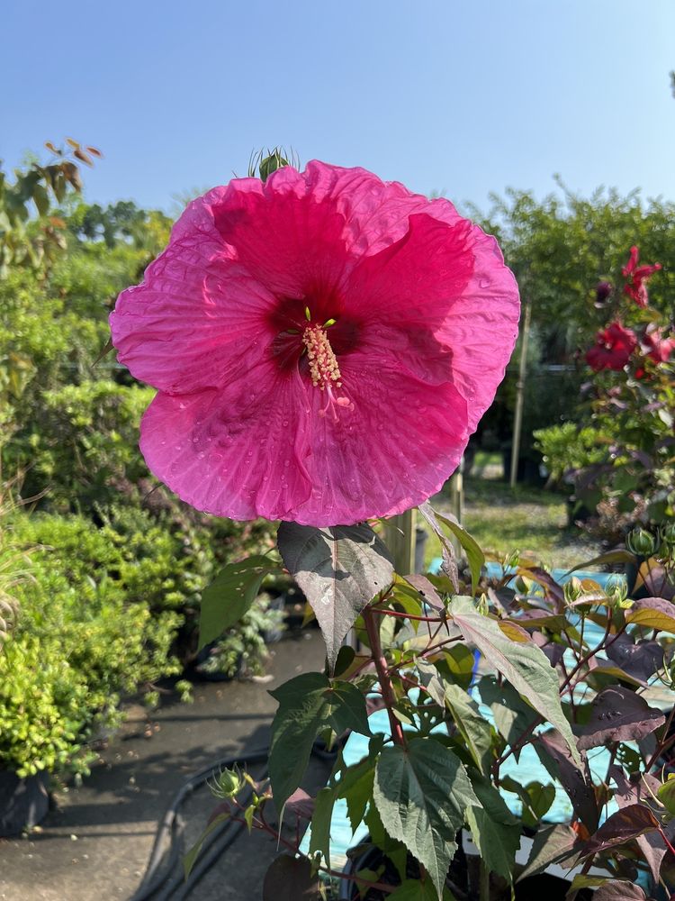 TERRA BELLA GARDEN CENTER Updated August 2024 4716 Forest Hills Dr