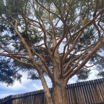 Aris Tree - Deadwood - Tree Services Near Me Aris Tree - Deadwood - Tree Services Near Me