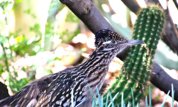 Desert Botanical Garden by null Desert Botanical Garden by null