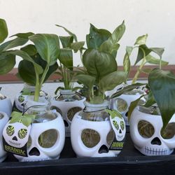 Trader Joe's - Plants with Halloween theme