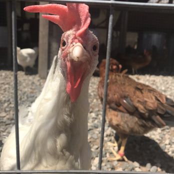 Farm Cafe - We can visit the chickens - American Near Me - Closter, New Jersey