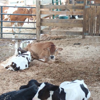 Bergey's Breadbasket - Even more cows beyond the enclosure that we were able to visit by. - Bakeries Near Me - Chesapeake, Virginia Bergey's Breadbasket - Even more cows beyond the enclosure that we were able to visit by. - Bakeries Near Me - Chesapeake, Virginia