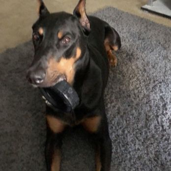 Pet Supplies Plus Davenport - Pet Stores Near Me - Davenport, Iowa